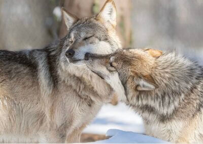 Growing the Pack: Saving Endangered Wolves Through Breeding Efforts